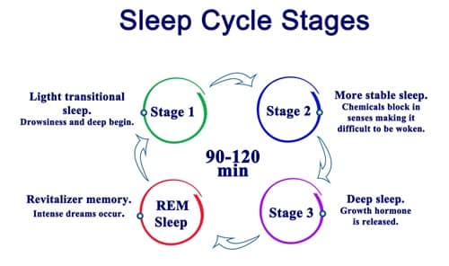 Sleep Cycles